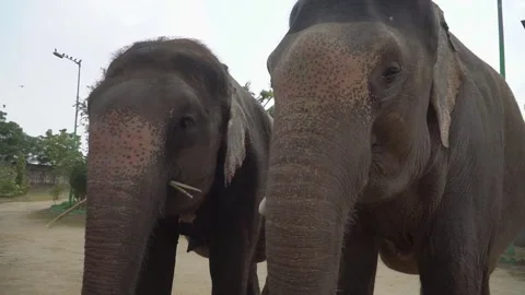 Two elephants eating grass, touching trunks in a elephant sanctuary Jaipur 스톡 동영상 293947215