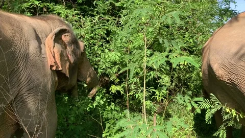 Two elephants eating leaves Vidéo 170092771