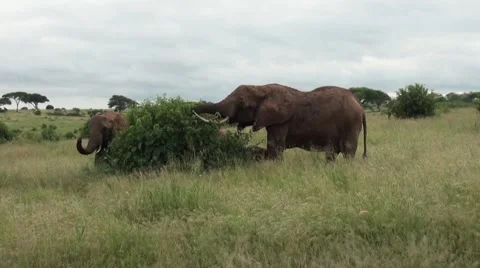 Two elephants eating leaves from a tree. Safari in Tanzania Stock Footage 55931368