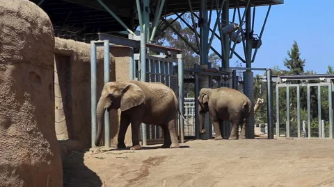 Two Elephants Eating At A Zoo Stock Footage 147361929