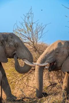 Two Elephants Face to Face in the Bush, South Africa Stock Photos