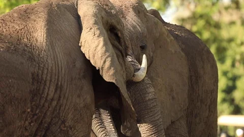 Two elephants fight each other in slowmotion. Stock Footage 147962292