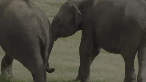 Two elephants fight10 Stock Footage 292299141