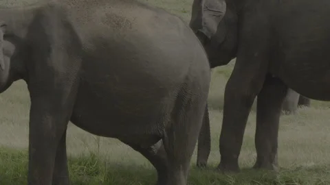 Two elephants fight11 Stock Footage 292303987