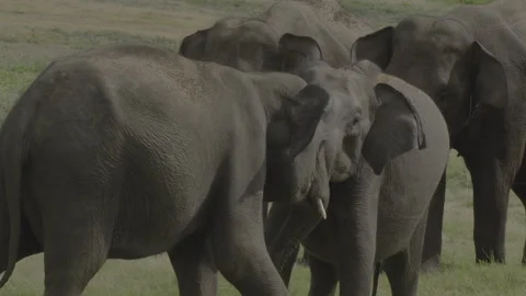 Two elephants fight12 Stock Footage 292302515