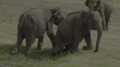 Two elephants fight5 Stock Footage 292283317