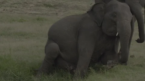 Two elephants fight6 Stock Footage 292283512