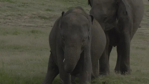Two elephants fight7 Stock Footage 292292637