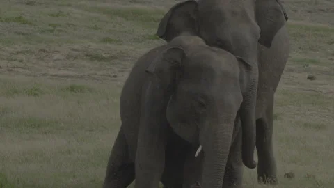 Two elephants fight8 Stock Footage 292286821