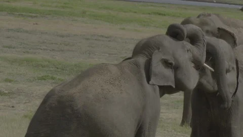 Two elephants fight9 Stock Footage 292293519