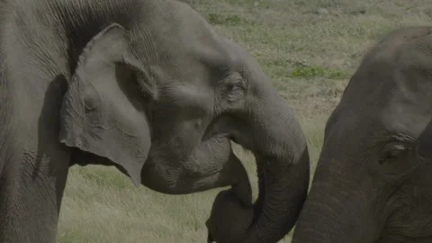 Two elephants fighting (2) Stock Footage 291834687