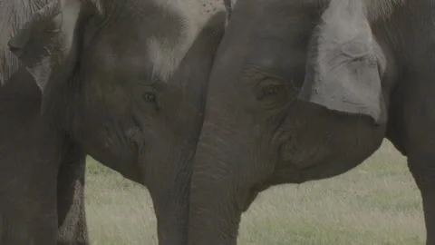 Two elephants fighting (3) Stock Footage 291834373