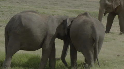 Two elephants fighting (4) Stock Footage 291822816