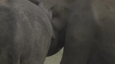 Two elephants fighting Stock Footage 291821885