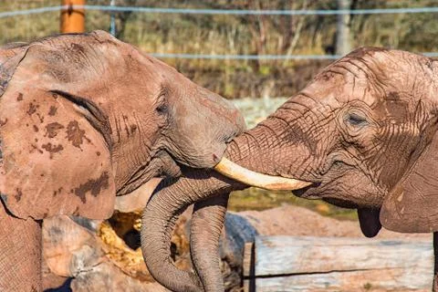 Two elephants fighting Stock Photos