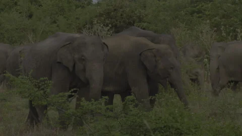 Two elephants Stock Footage 294618636