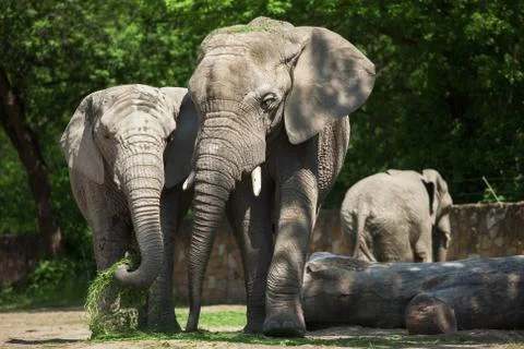 Two elephants in the forest. Stock Photos