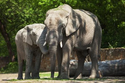 Two elephants in the forest. Stock Photos