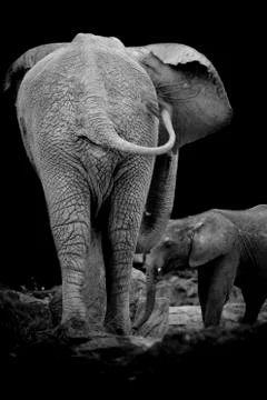 Two elephants form back side Stock Photos