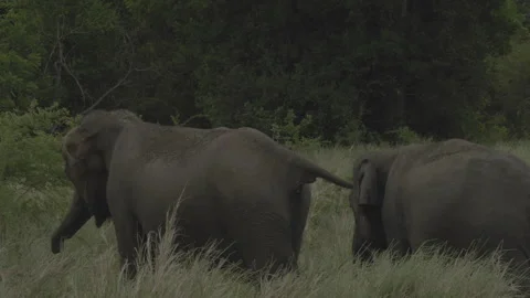 Two elephants going to the jungle Stock Footage 292894394