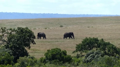Two elephants graze grass in the savannah on a sunny day Stock Footage 100474428