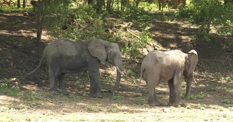 Two elephants graze in the shade on a hot day. Stock Footage 147962381