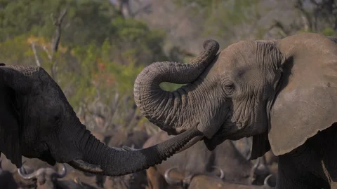 Two Elephants greeting each other in South Africa 4k 2x Slow Motion Stockbeeldmateriaal 124892095