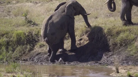 Two elephants interact on a river bank Stock Footage 83836363