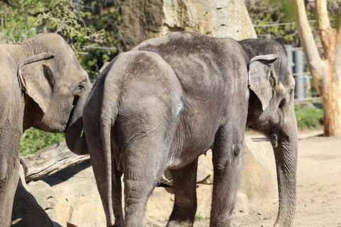 Two elephants interacting closely in a naturalistic zoo enclosure Stock Photos