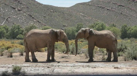 Two Elephants interacting with each other, very cute Stock Footage 48358727