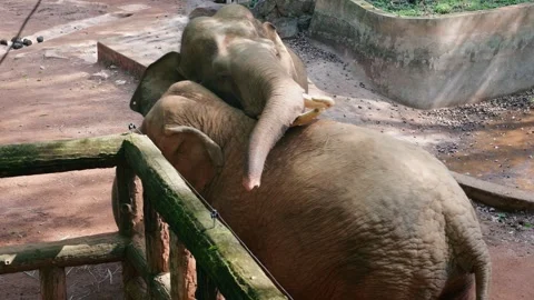 Two elephants interacting gently at a Zoo enclosure during the daytime Video stock 324699225