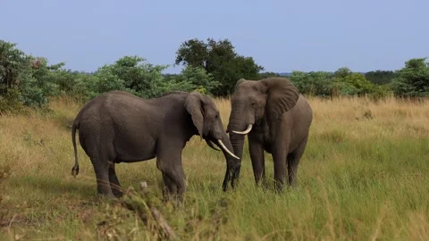 Two elephants interacting, greeting, touching with trunks. Wide shot Stock Footage 273801165