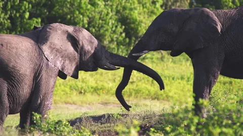 Two Elephants Interlock Trunks in Chobe National Park Stock Footage 307480864
