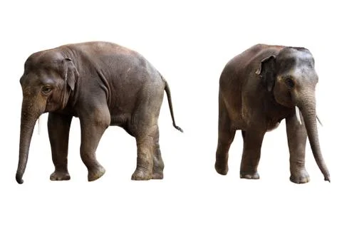Two elephants isolated with clipping path Stock Photos