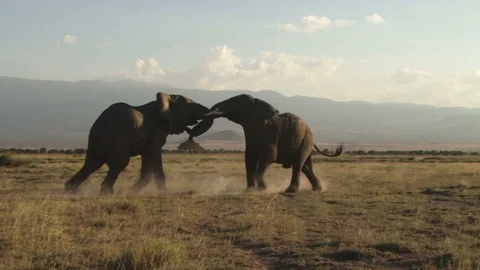 Two elephants locked in a fight 스톡 동영상 104379176