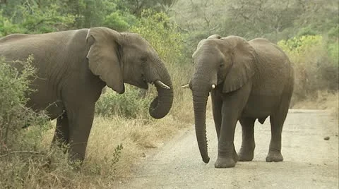 Two elephants meet up Vídeos de archivo 12361646