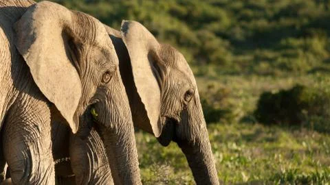 Two elephants next to each other Stock Photos