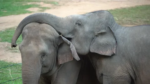 Two Elephants one hugging the other with its trunk  Stock Footage 291185564