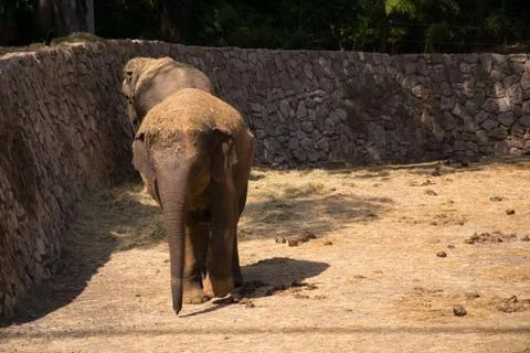 Two elephants Stock Photos