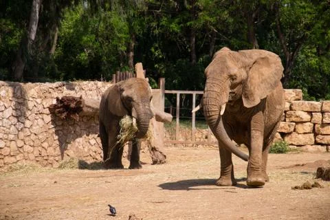 Two elephants Stock Photos