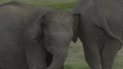 Two elephants Play  on the grass13 Stock Footage 292894403