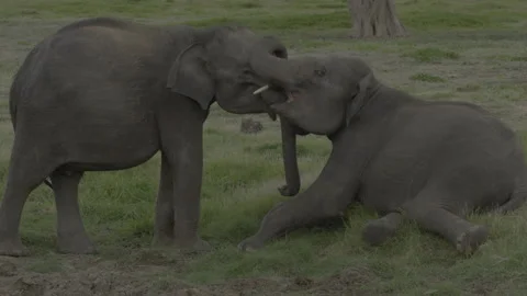 Two elephants Play  on the grass14 Stock Footage 292909863