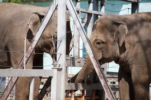 Two elephants play with their trunks over a white fence Stock Photos