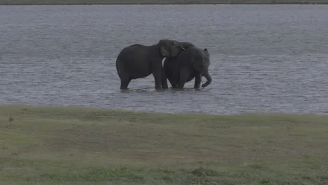 Two elephants play in the water Stock Footage 292908442