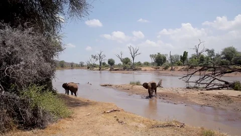 Two elephants play in water, one splashes itself Stock Footage 78061265