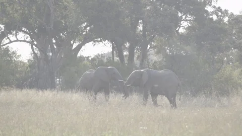 Two elephants playing 스톡 동영상 87740942