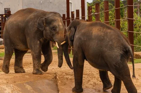 Two elephants Playing inside the cage Stock Photos