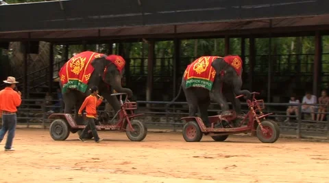 Two Elephants Riding Bicycles 스톡 동영상 991097