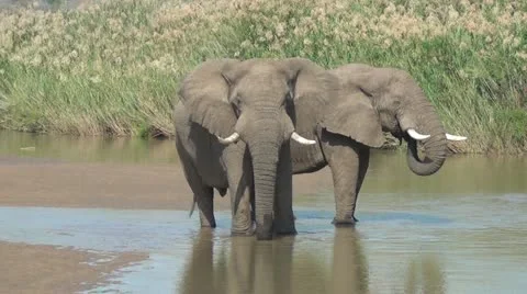 Two elephants at the  river Stock Footage 11472443
