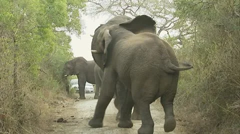 Two elephants on the road playing around. Stock Footage 12381112